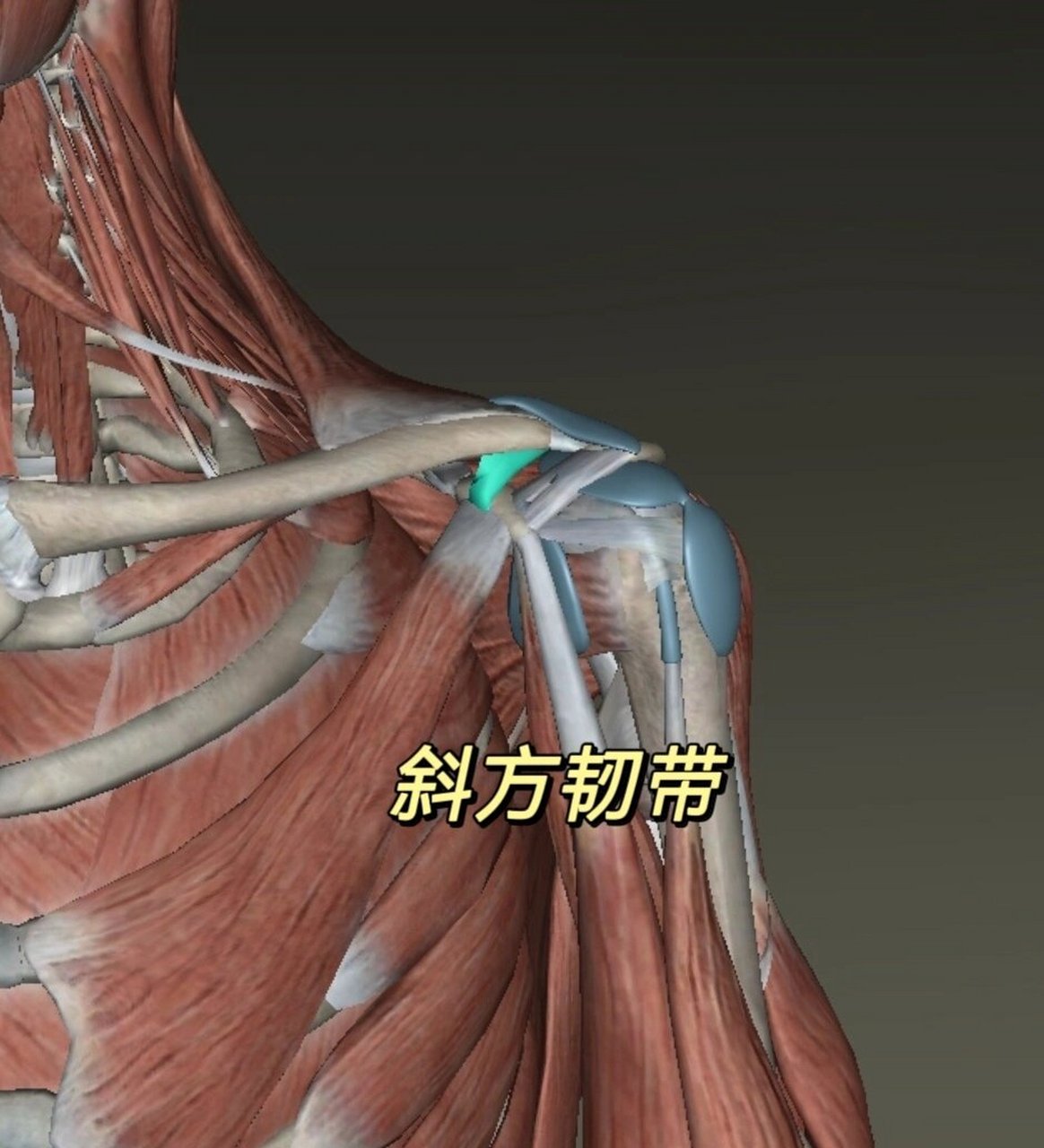 喙突周围附着的肌肉和韧带: (1)内下方:胸小肌 作用:肩胛骨下降,下旋