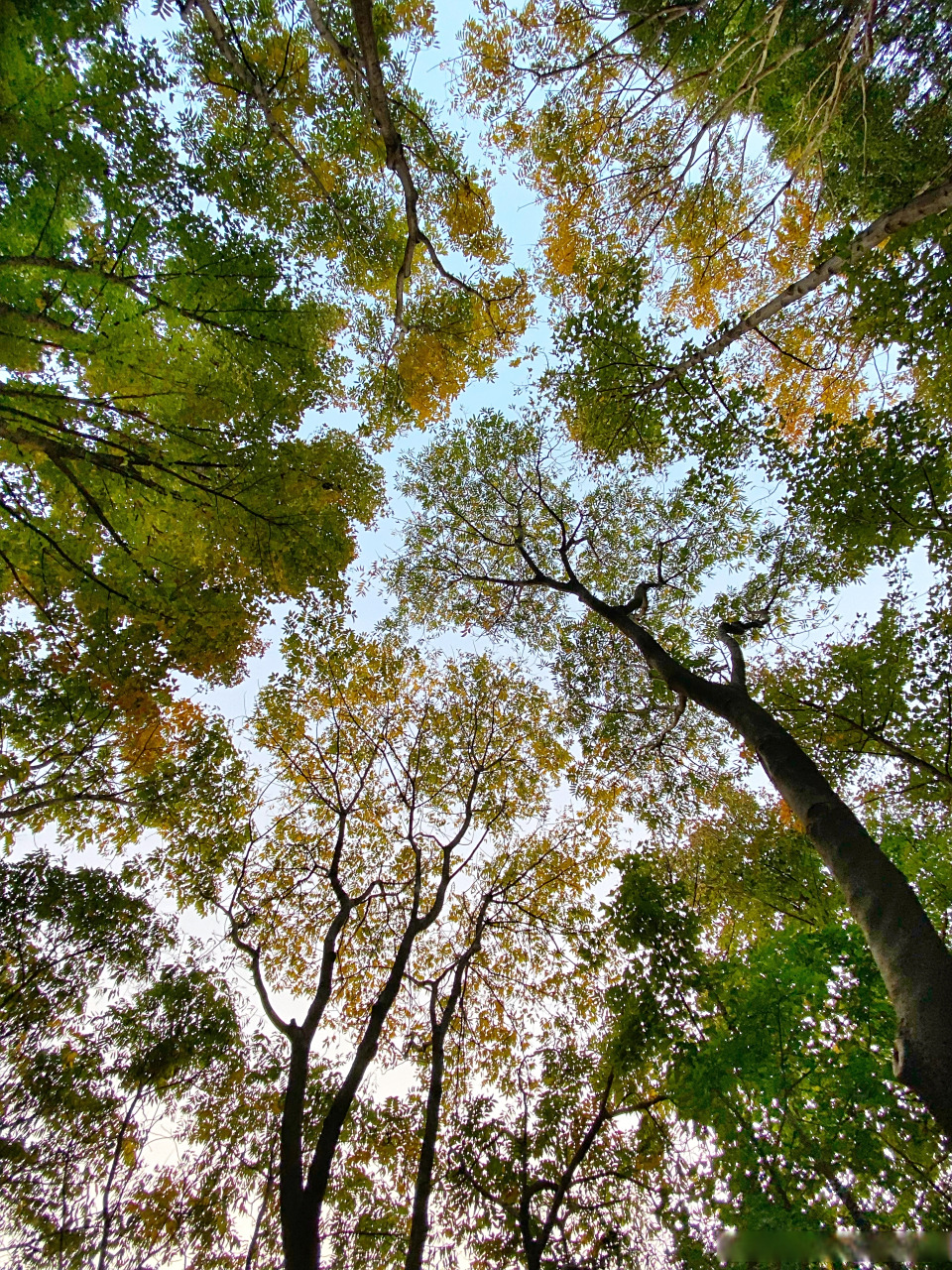 morning, crown shyness#早安##新星v计划# crown shyness是树冠与