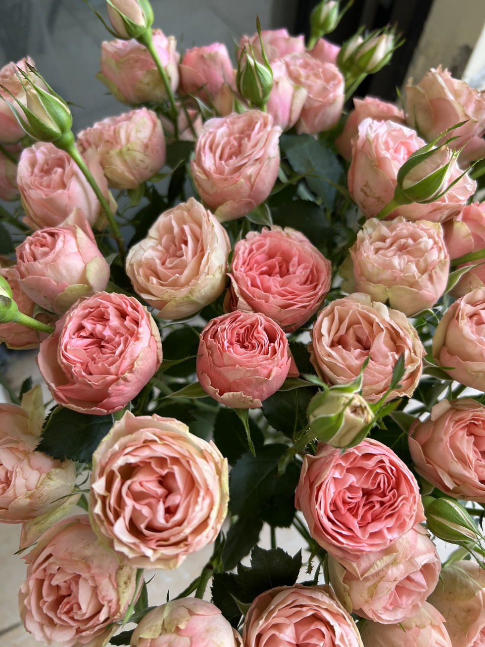 玫瑰|多头玛丽公主(俏溪阳)  341. 多头玛丽公主.