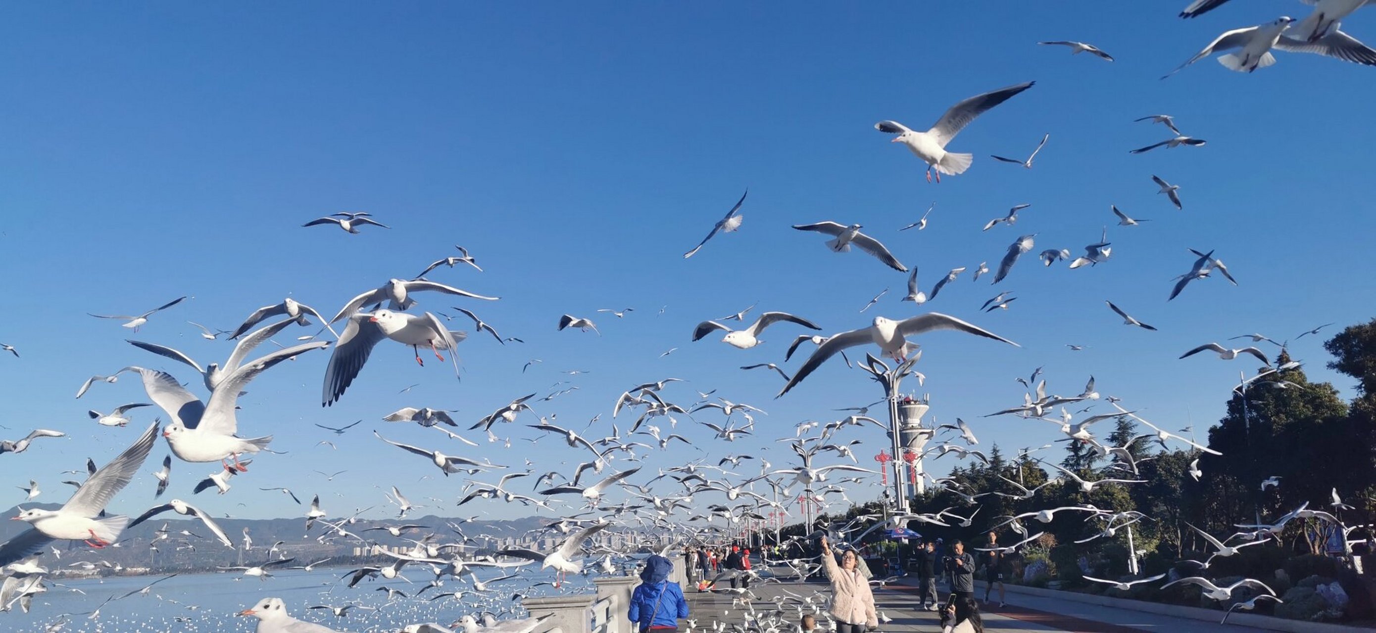 每年的11月到次年的3月,都有大量的西伯利亚红嘴海鸥来滇池过冬,小