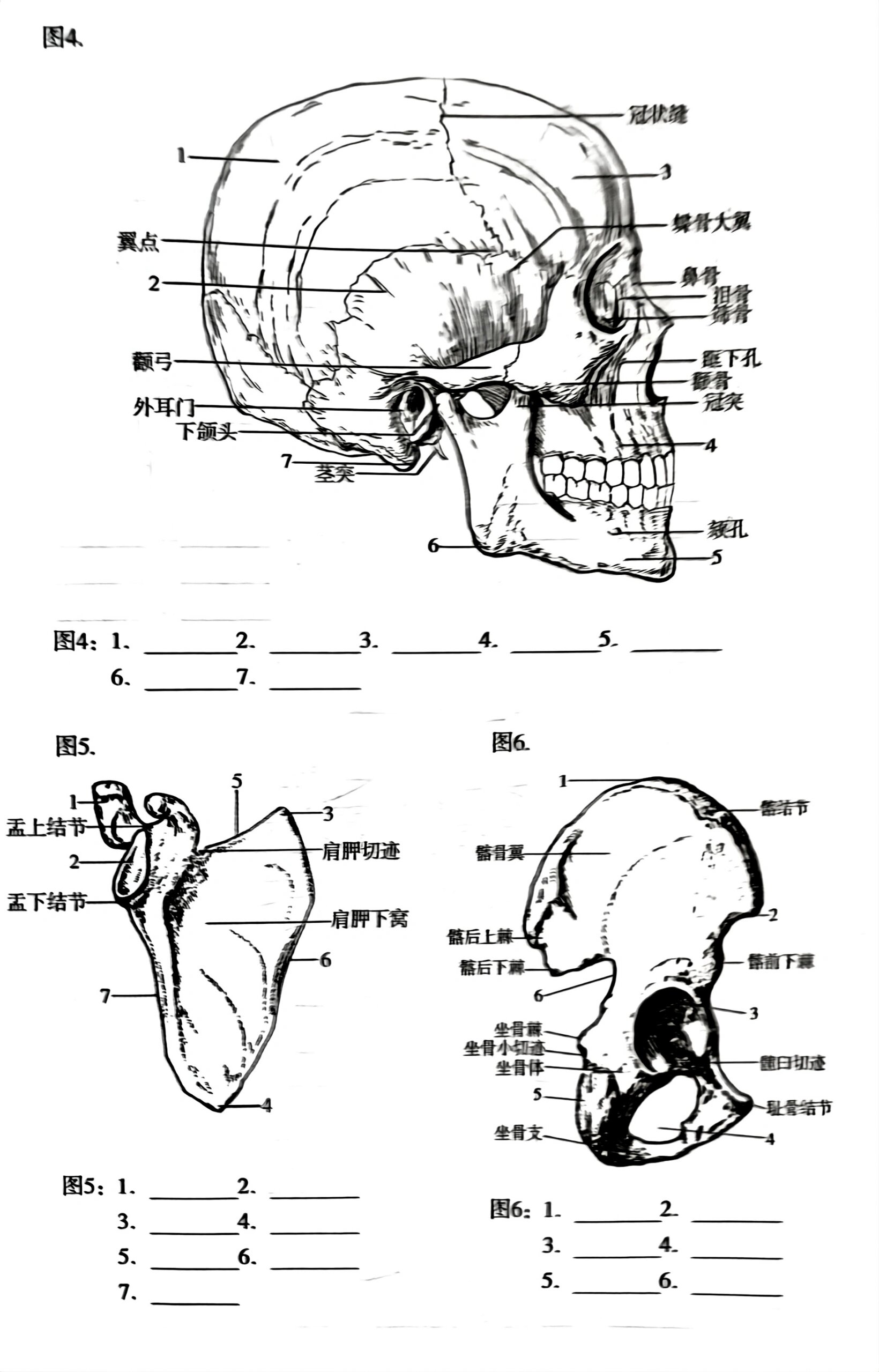 运动系统练习题04
