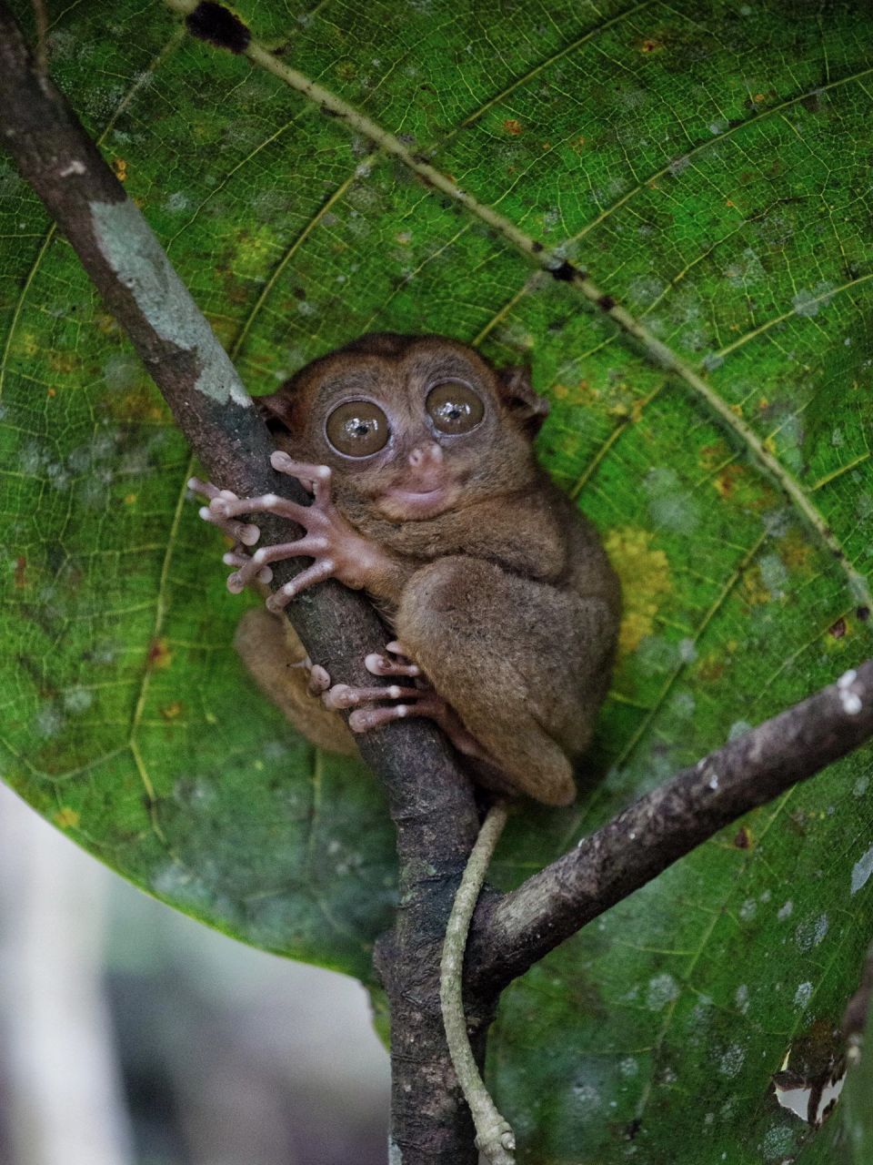 97眼镜猴:菲律宾国宝,它有着大而圆的眼睛,像带了副眼镜,所以得