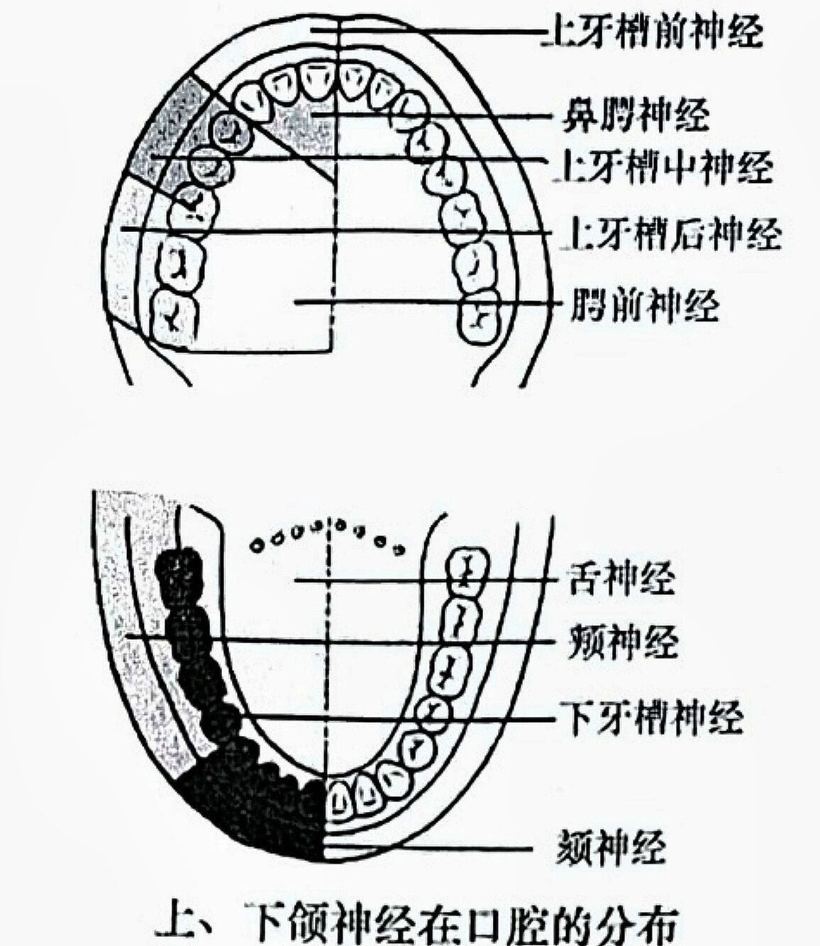 口腔麻醉神经分布图片图片