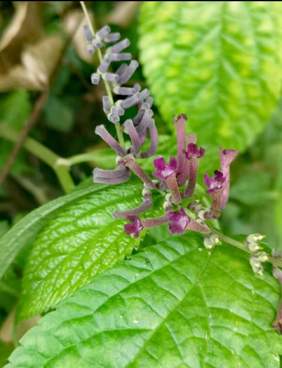 在家乡,该属的白背枫,大叶醉鱼草,密蒙花似乎更多一些,反而本种与