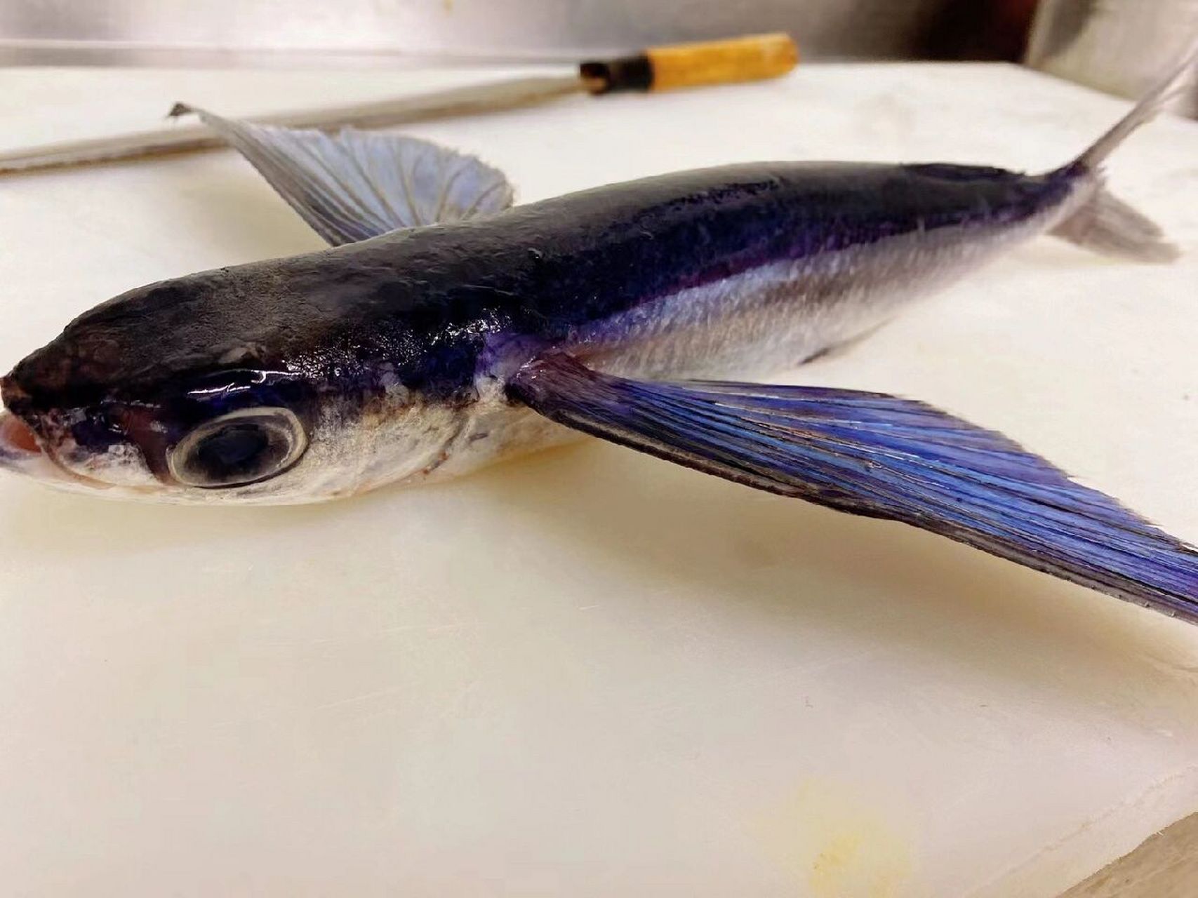 飞鱼🐟 刺身 香煎都很完美的鱼