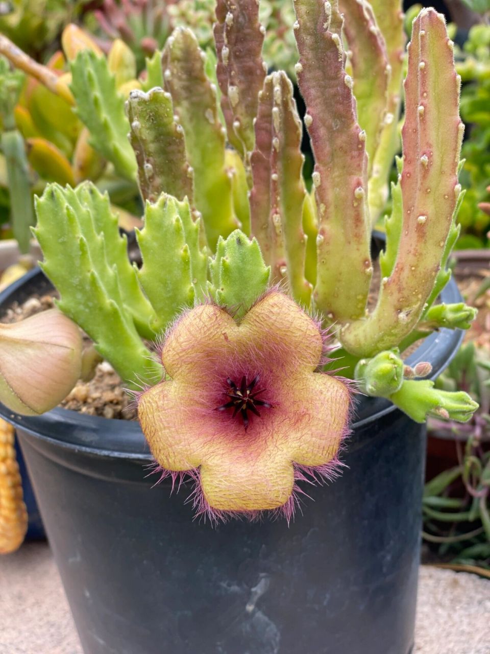 大花犀角 大花犀角(学名:stapelia grandiflora masson)是萝藦科,豹皮