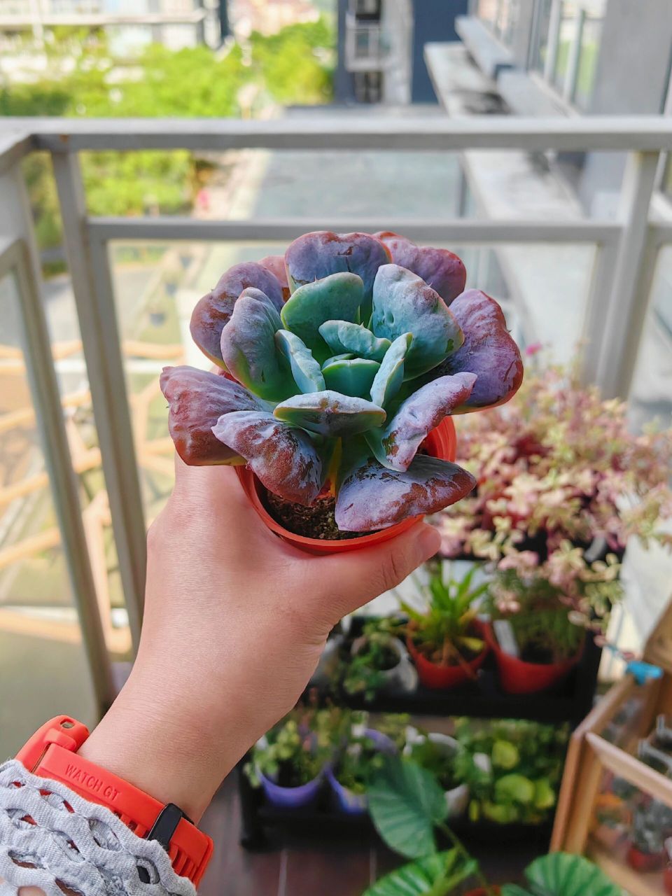 又入手了— 心之月多肉 心之月 又称 心之喜悦 叶子肥厚的像枕头,是