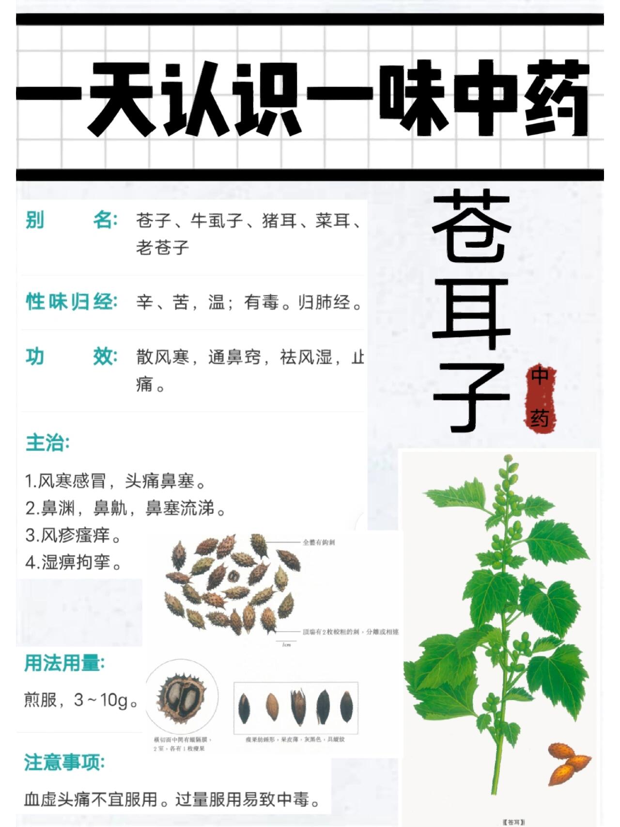 苍耳子散药物组成图片