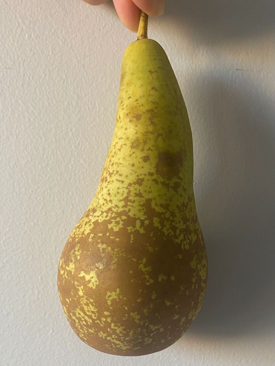 发现东北的茄梨!