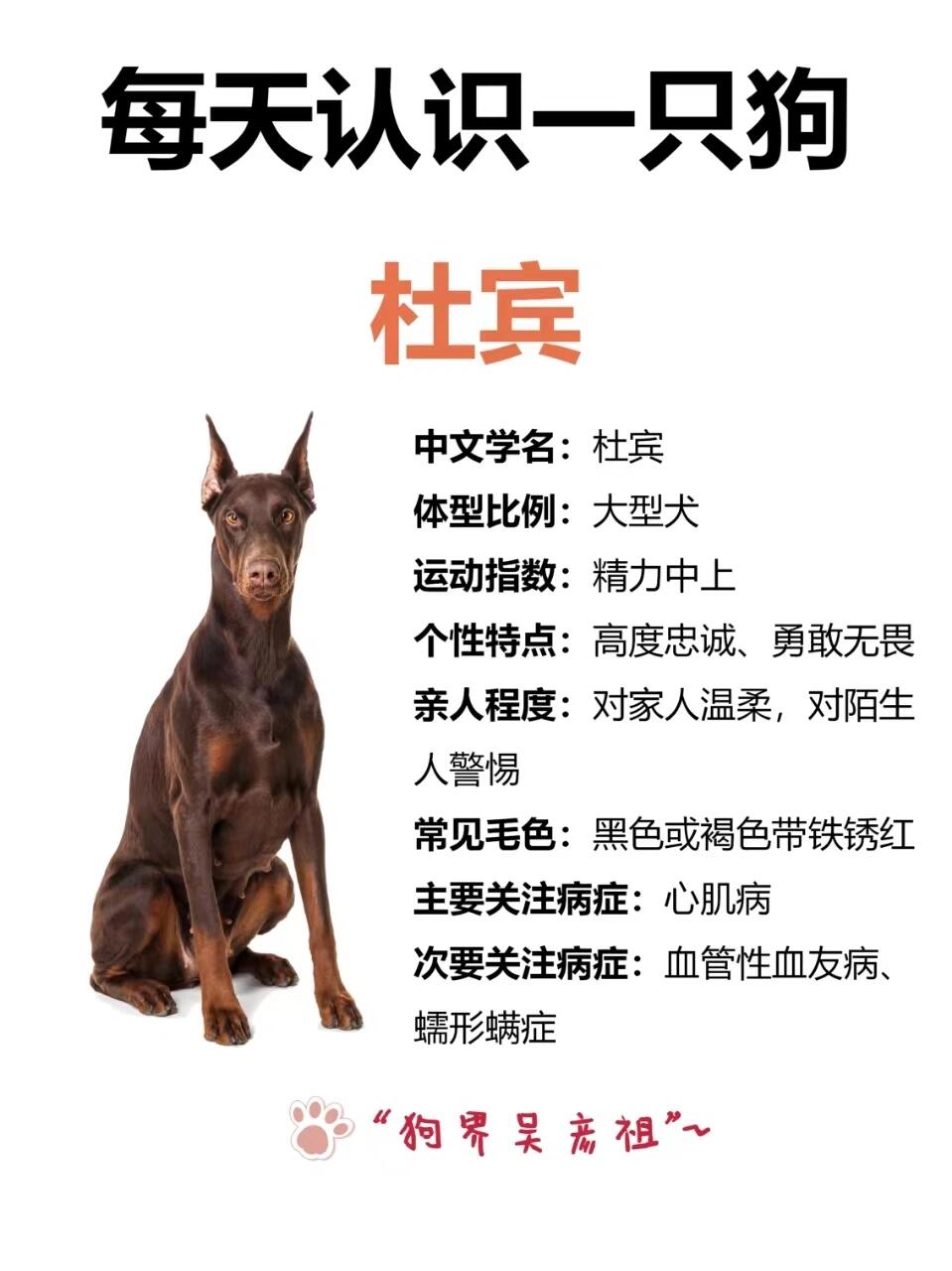 挑战每天认识一只狗狗~杜宾 🌈杜宾犬起源于中世纪欧洲,它们的祖先