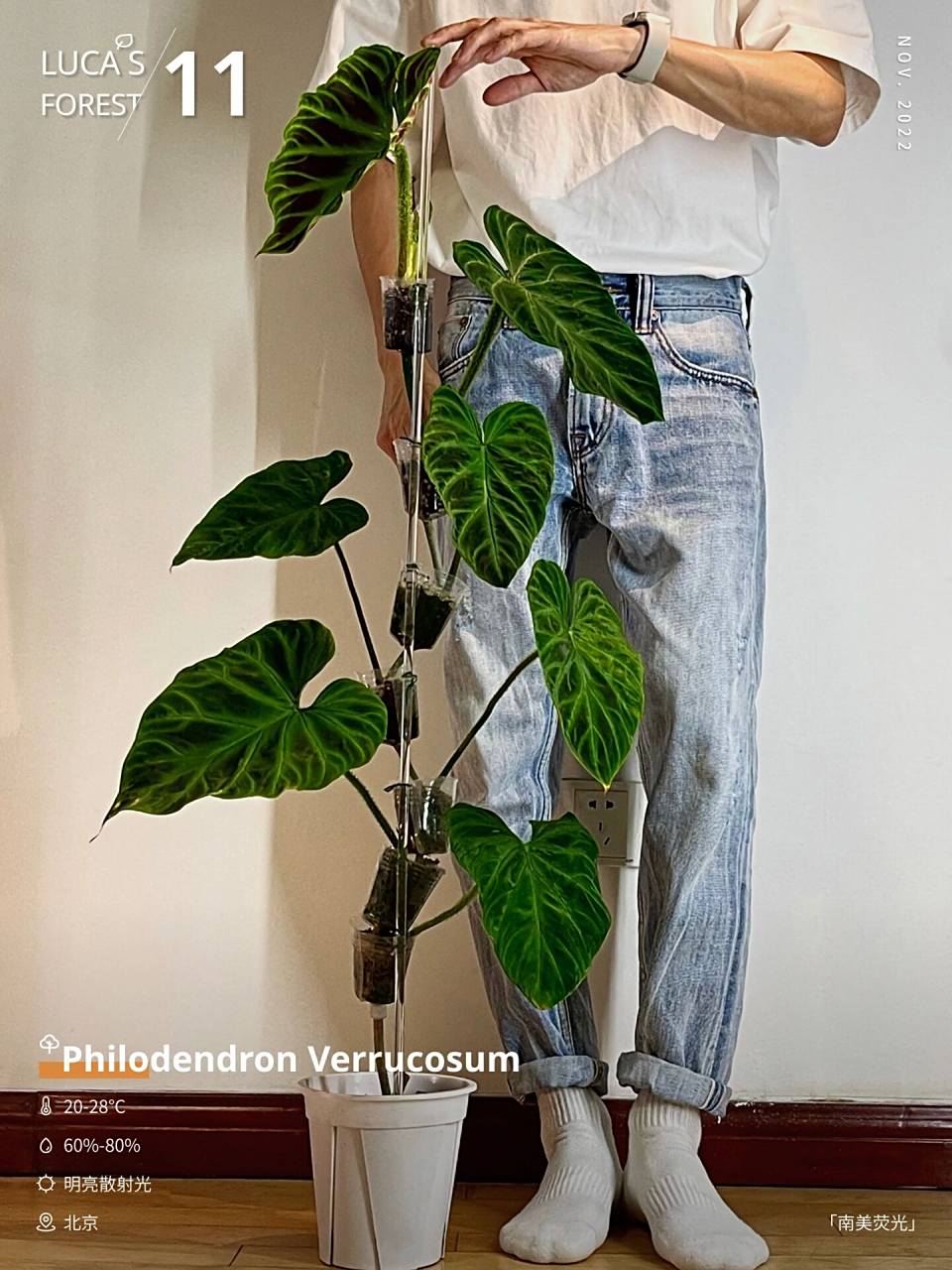 11南美荧光蔓绿绒 中文名称:南美荧光蔓绿绒|腿毛蔓绿绒 拉丁名称