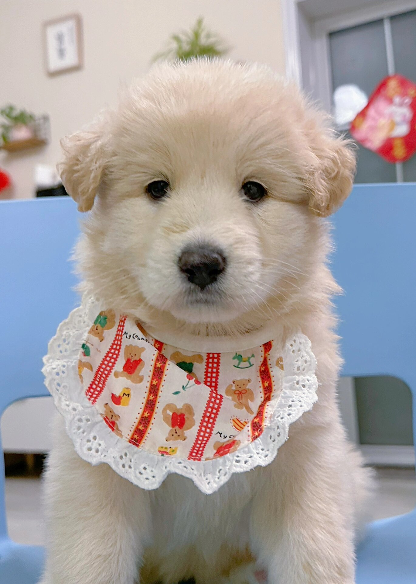 黑德牧 白德牧的孩子长什么样呢