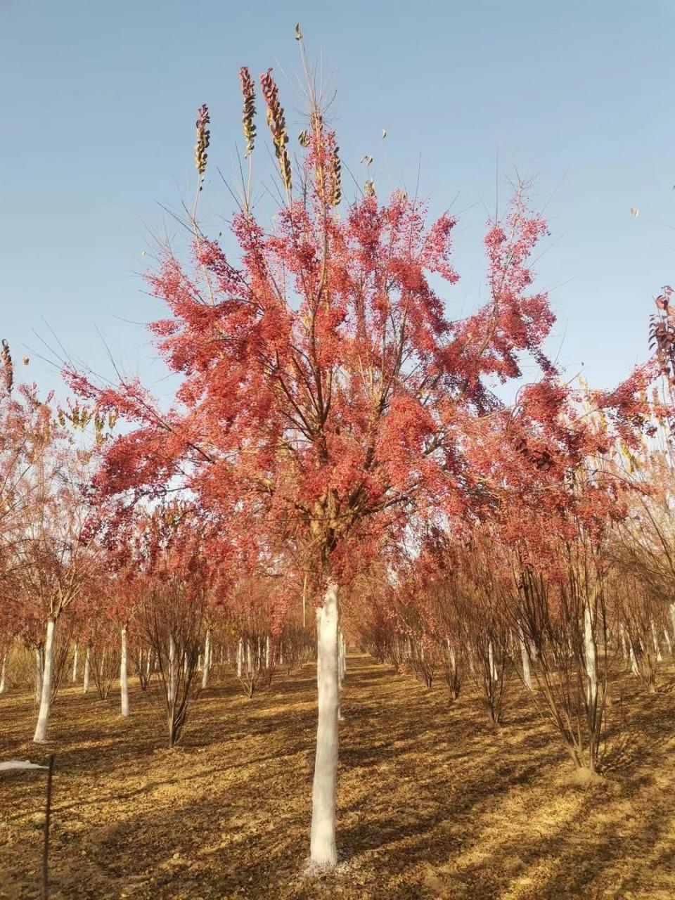 丝棉木,是常见的观赏树种之一.