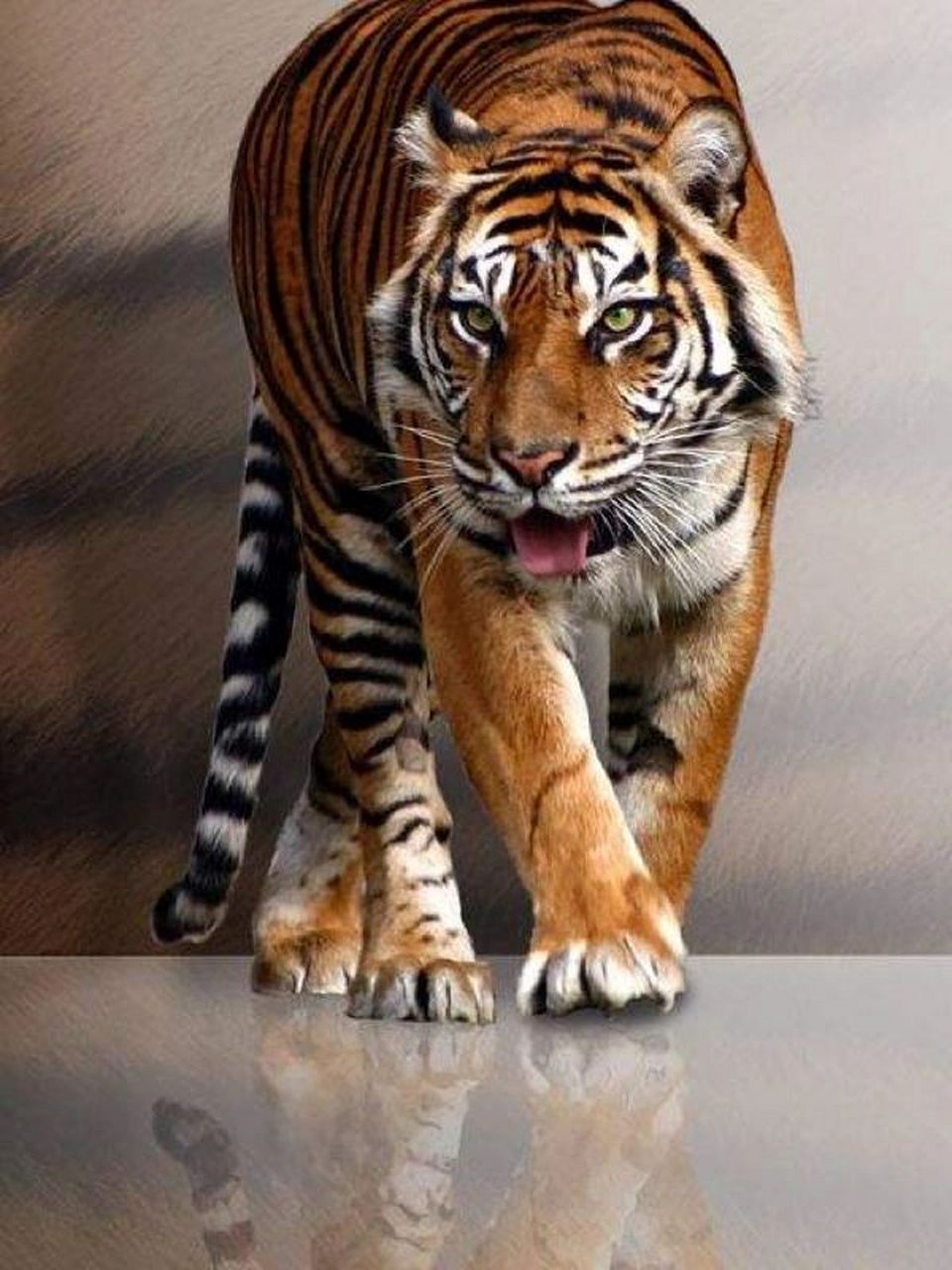 老虎高清素材 养吾浩然之气,多观察老虎的相,可以增加自己的浩然之气.