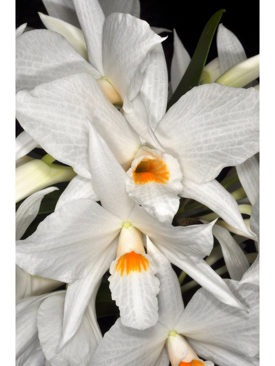 高山石斛 14,dendrobium infundibulum高山石斛,产地:中国,印度