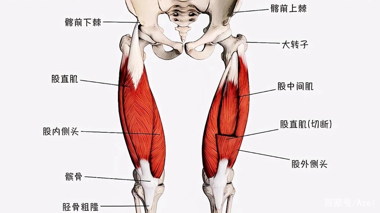 解剖篇·股四头肌