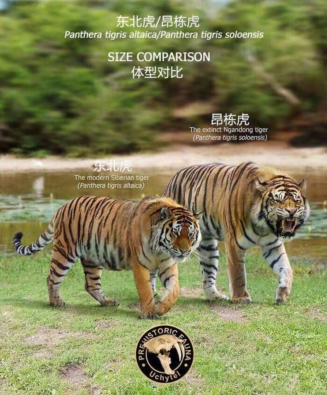 【灭绝巨兽与今天的亲戚】昂栋虎 #老虎# #动物# #古生物# #科普