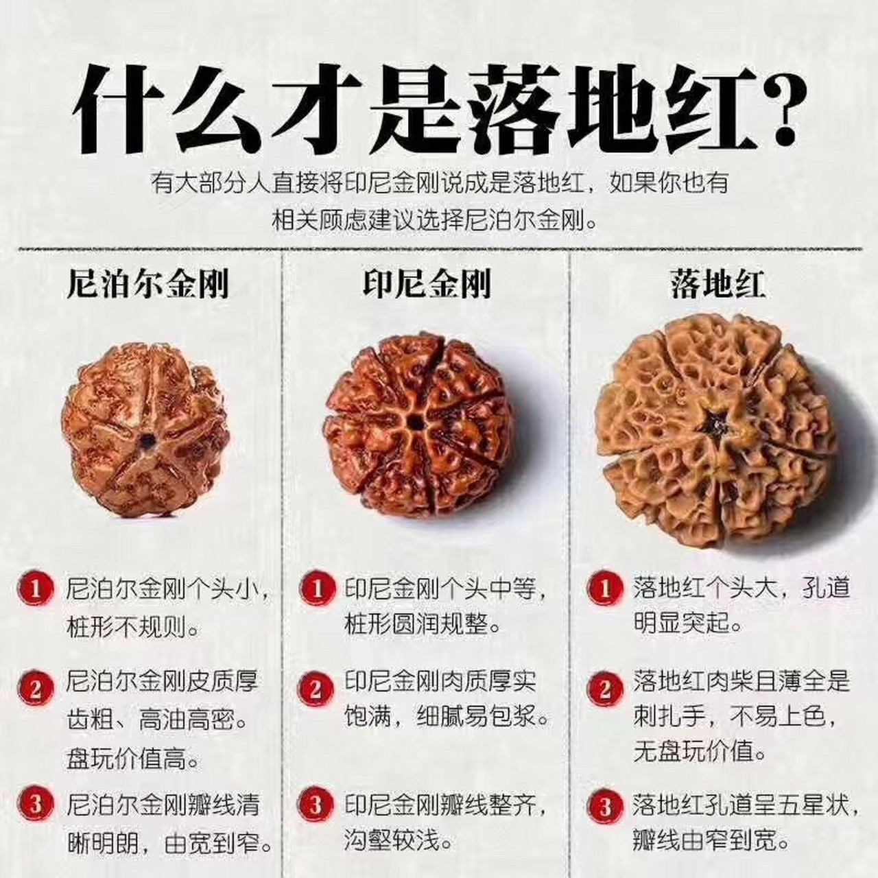 金刚和落地红的区别 一串好金刚,不负好时光!