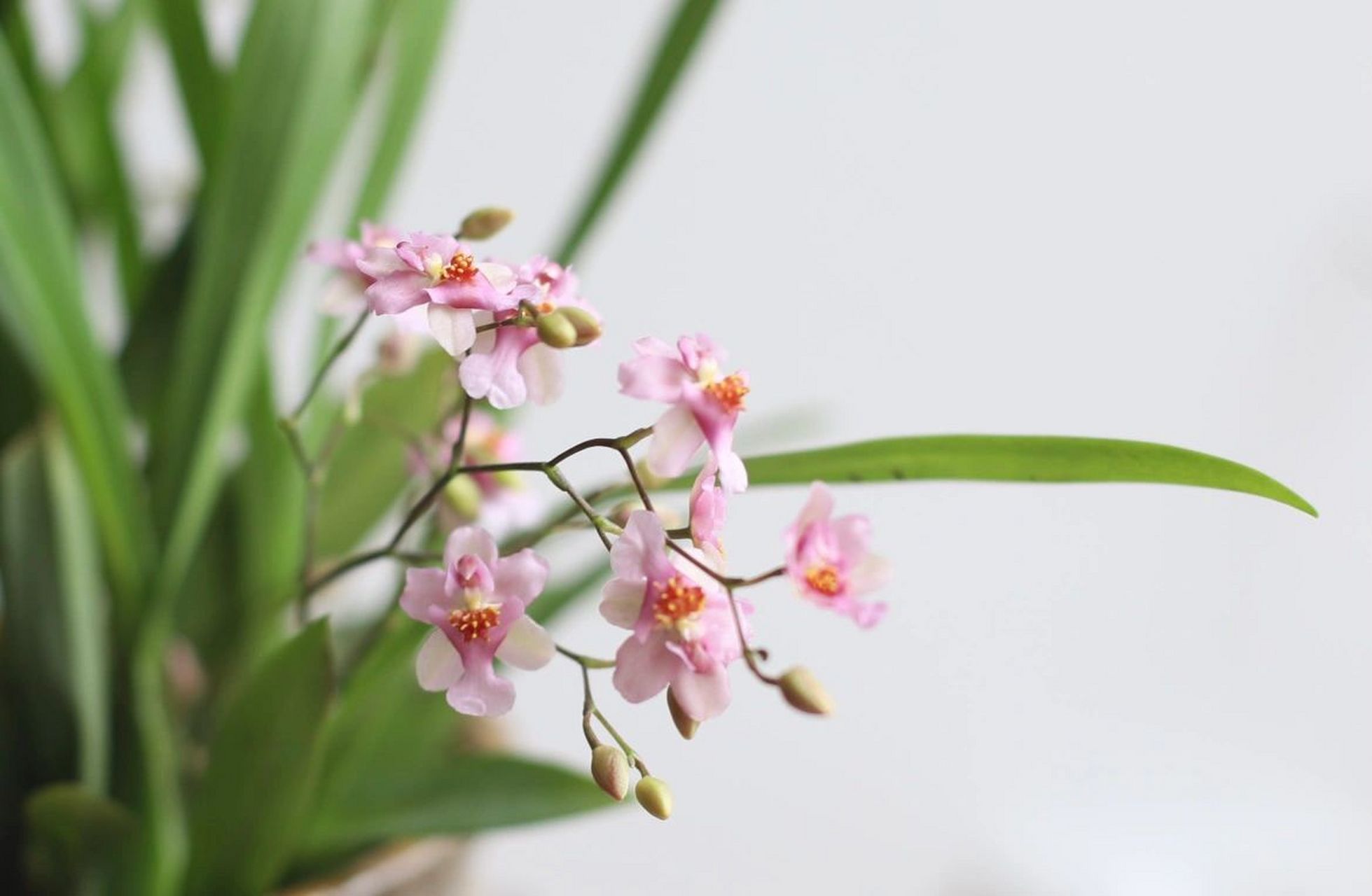 文心兰——见证她的成长 粉色香味梦心兰,开花浓浓奶油味~ 花朵也都