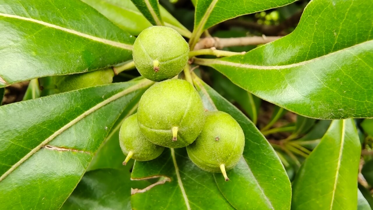 吉安随拍:海桐果实