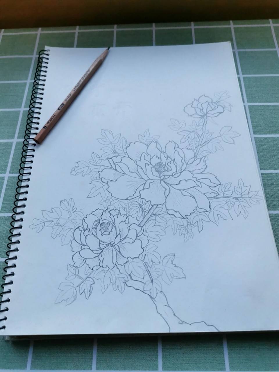牡丹·国花|花卉集|手绘铅笔线稿| 牡丹花 ,别名木芍药,洛阳花94