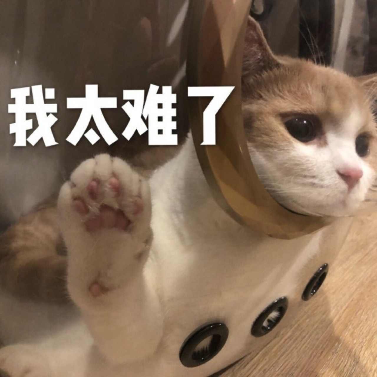 我太难了表情包 哦哦哦哦,你说的都对