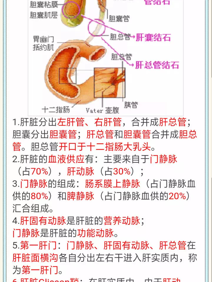 第一肝门名词解释图片