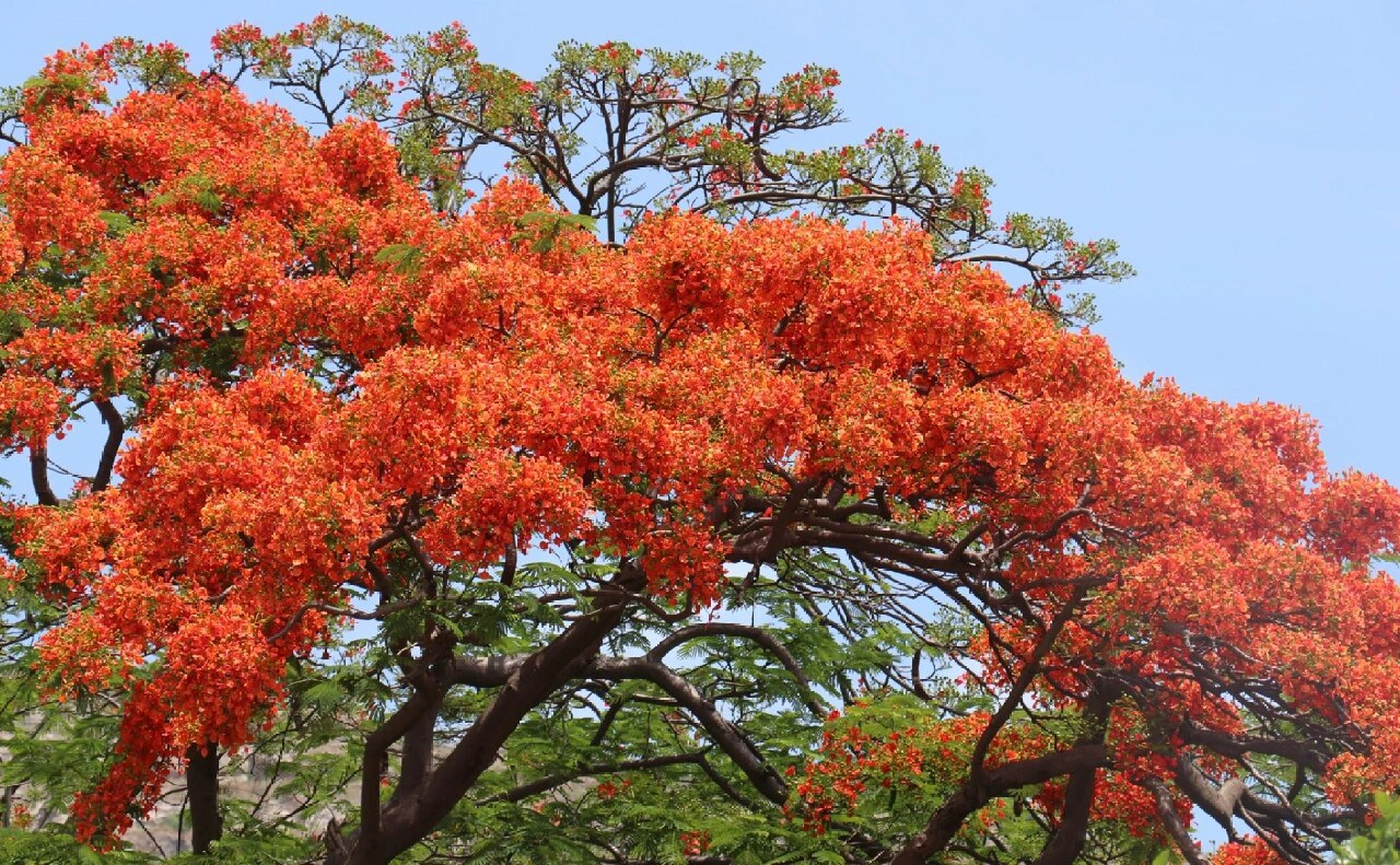 凤凰木91(学名:delonix regia (boj.) raf.