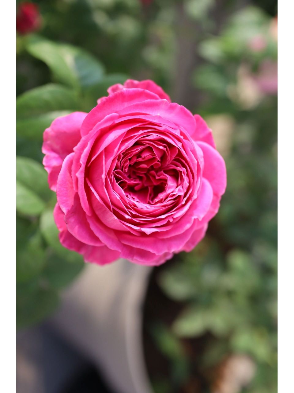 怀旧优雅月季 耐热月季推荐 怀旧优雅,耐热 耐高温 耐晒.