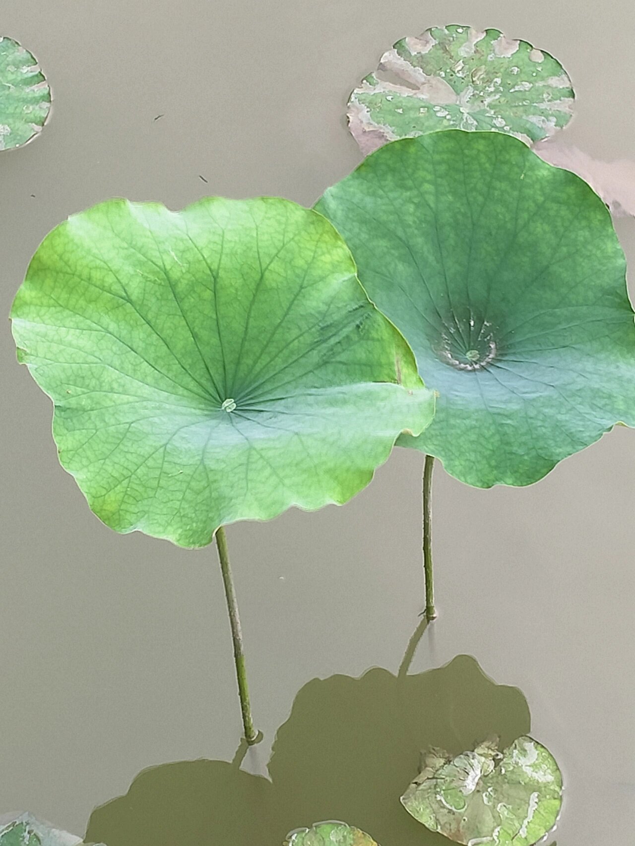 在春天拍到的荷叶