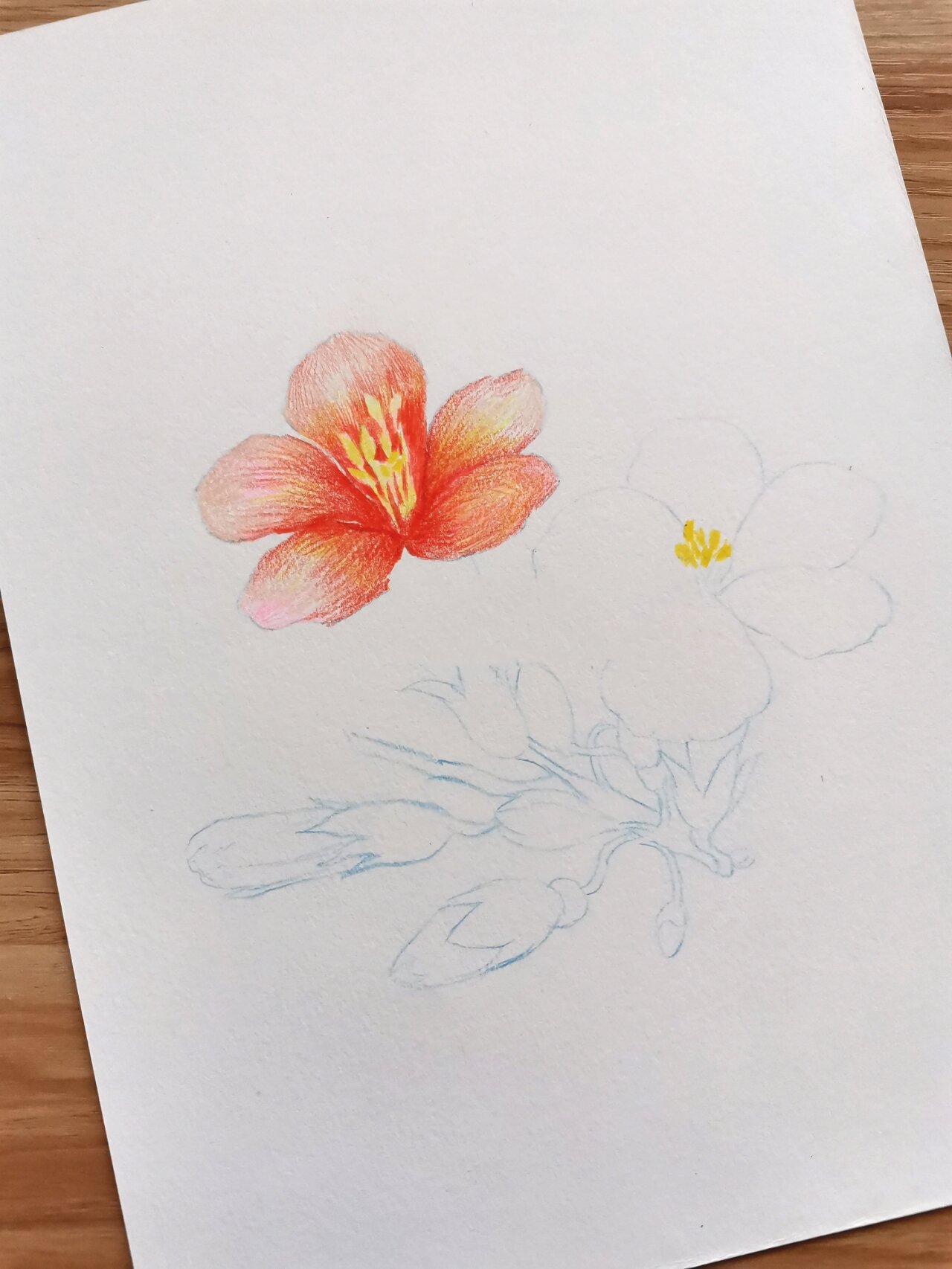 简单好学的凌霄花彩铅画带教程