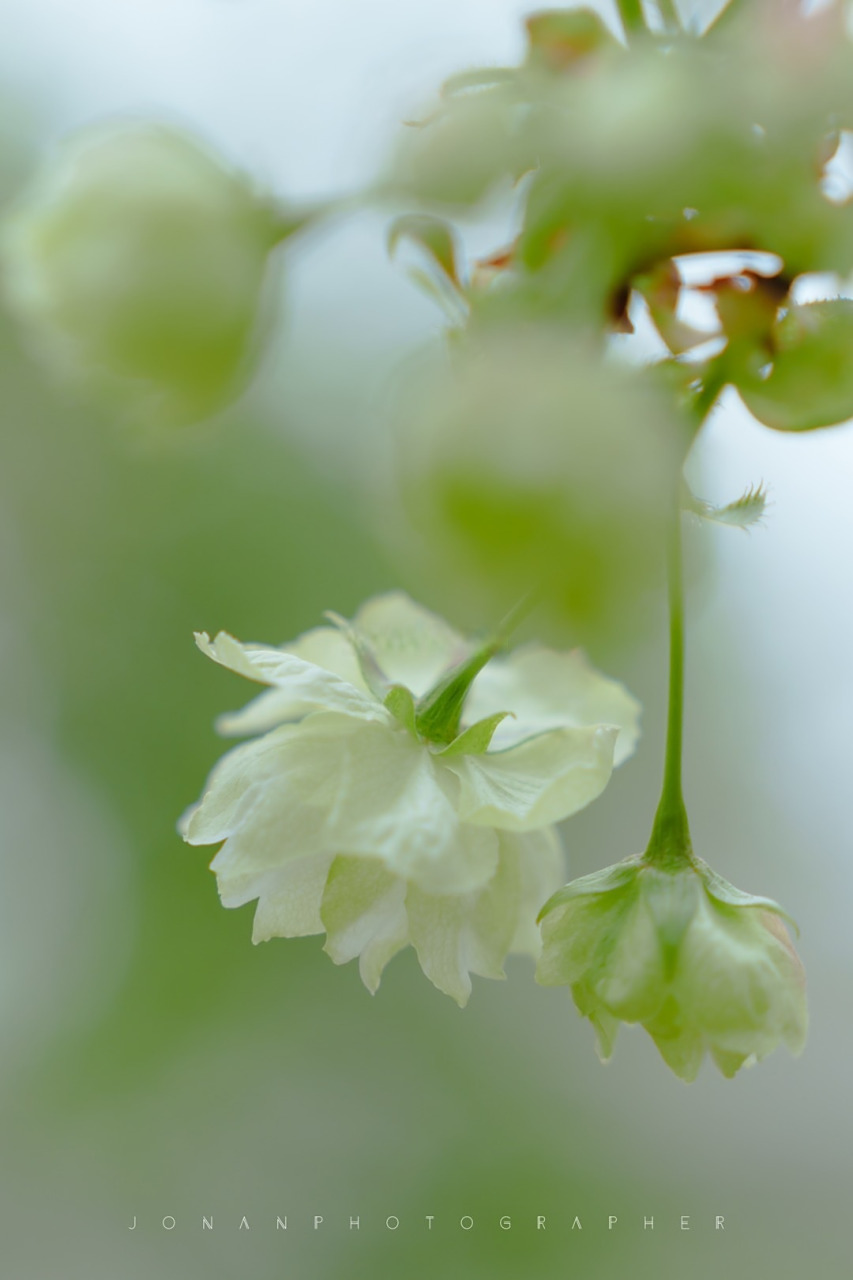 02有谁能拒绝这样的人间精灵绿02  #2023武汉赏花季#(via骁洒哥哥