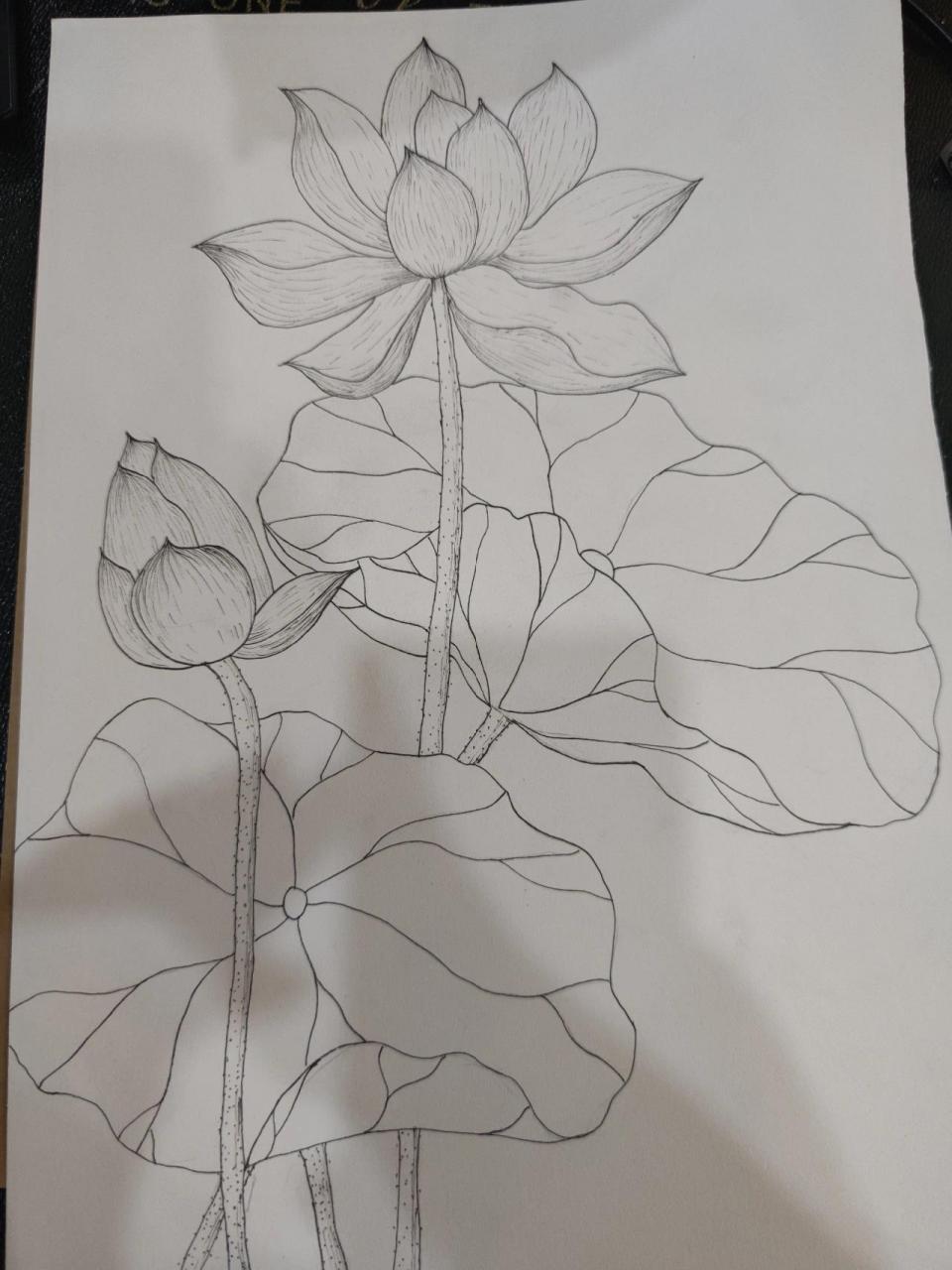 夏日荷花线描画 夏天到了,以荷花为主题的线描画比较应景