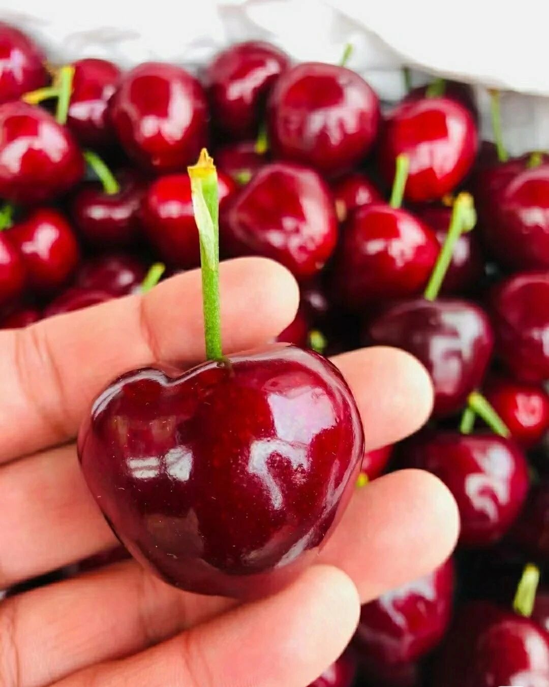 车厘子和樱桃的区别 车厘子和樱桃的区别,今年你有实现车厘子自由吗?