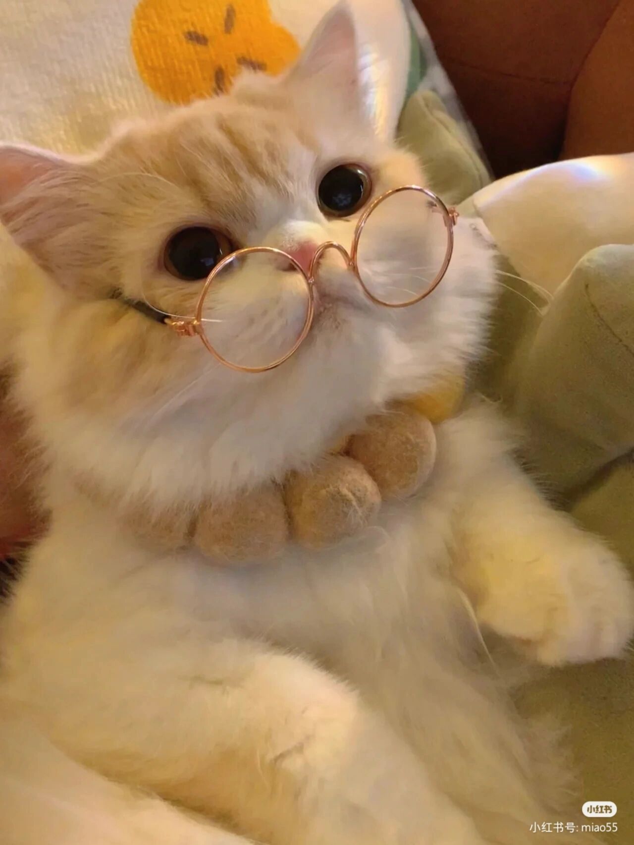 好看猫咪图片 在网上找到的猫咪图片第一个简直了