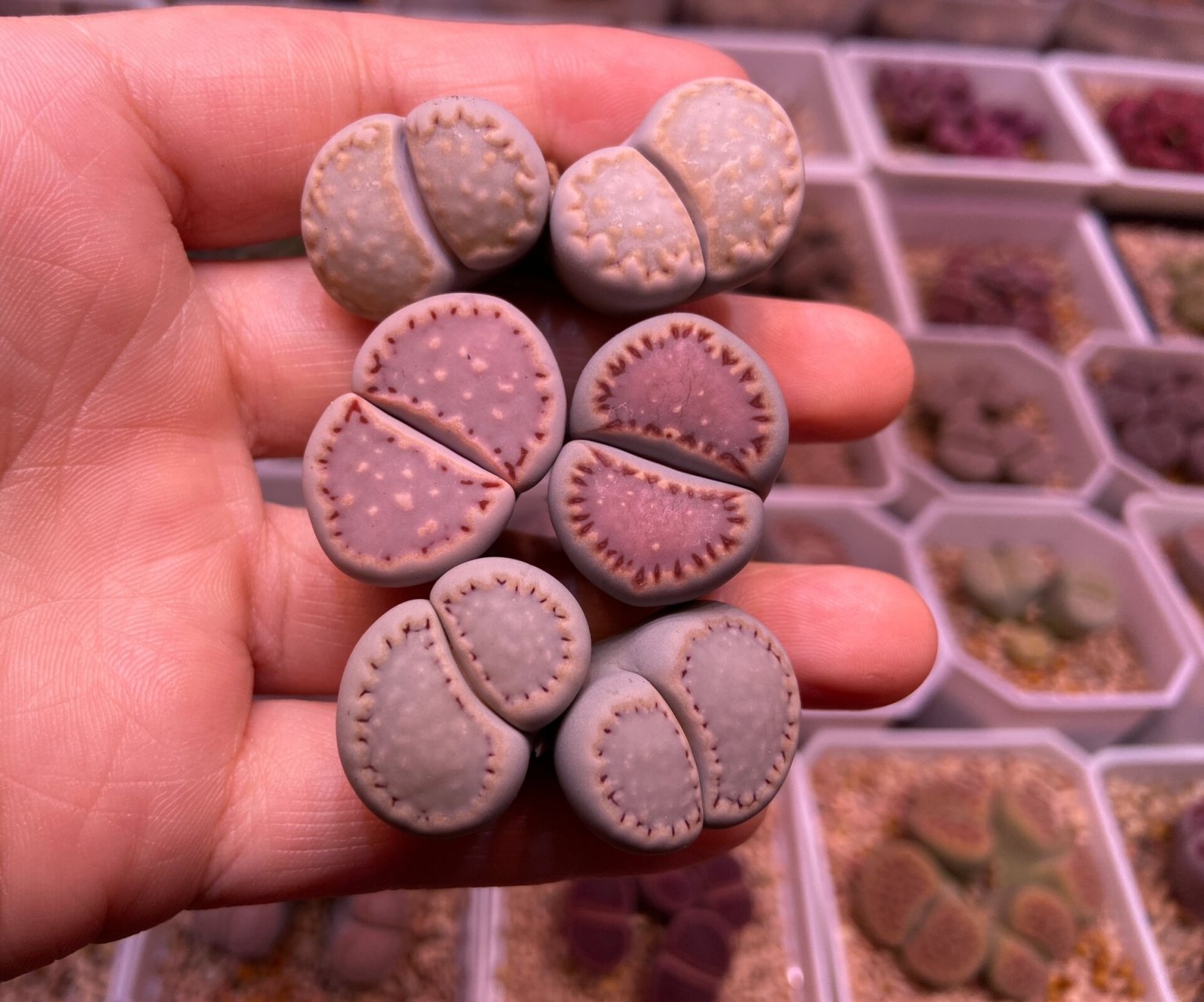 生石花饼干215 171