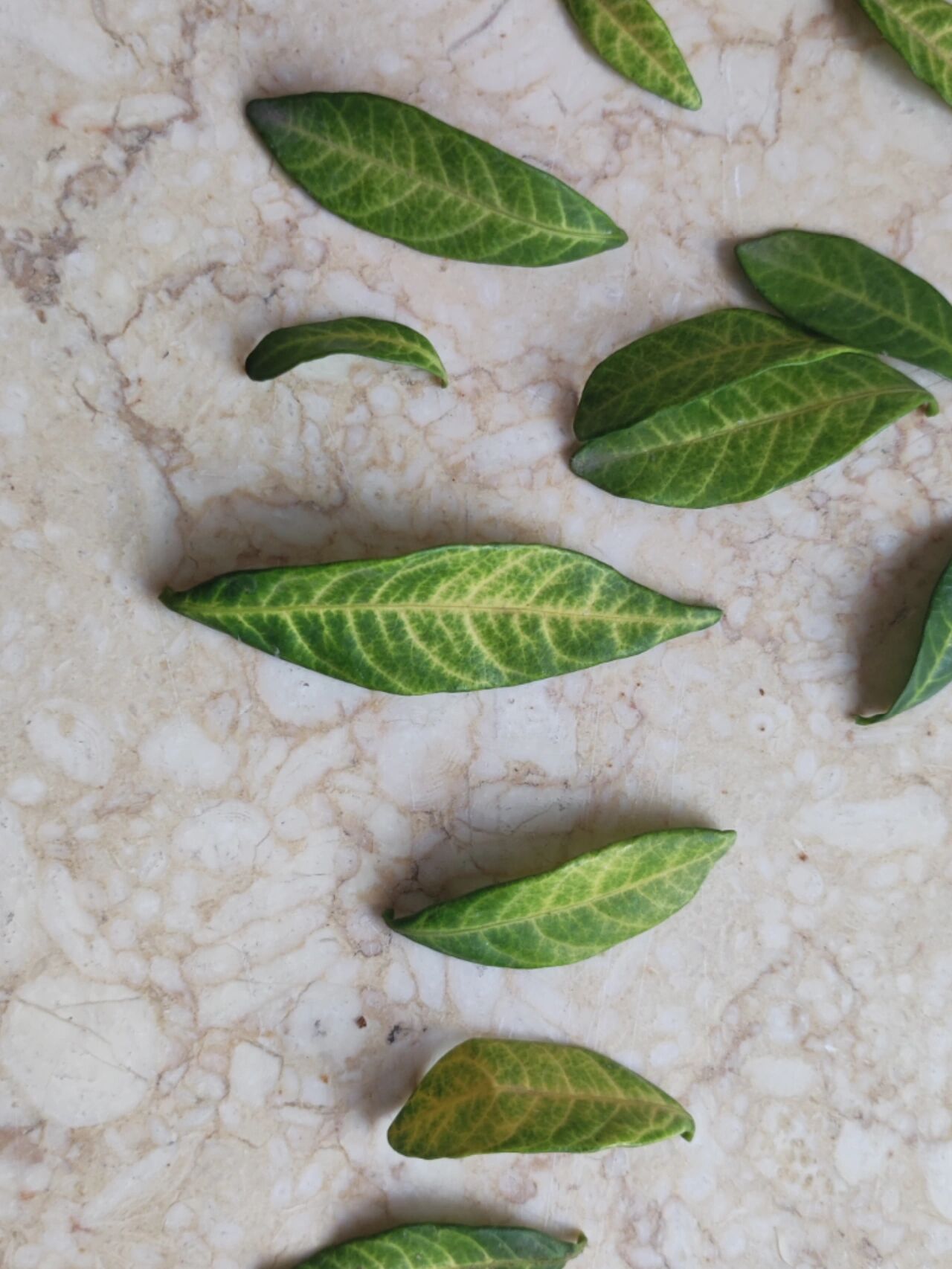 栀子花叶脉黄是什么原因啊