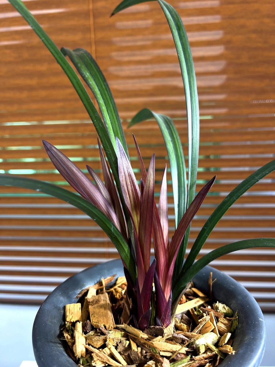 并且花色是难得的正格红花荷瓣,呈现紫红色,十分艳丽,,花期6月份,一年