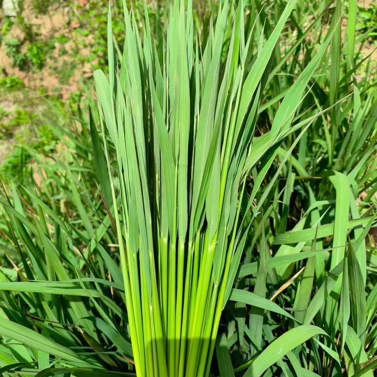 茅草长什么样子图片 杂草之王🌿茅草 怀念小时候上学的路上和小伙伴