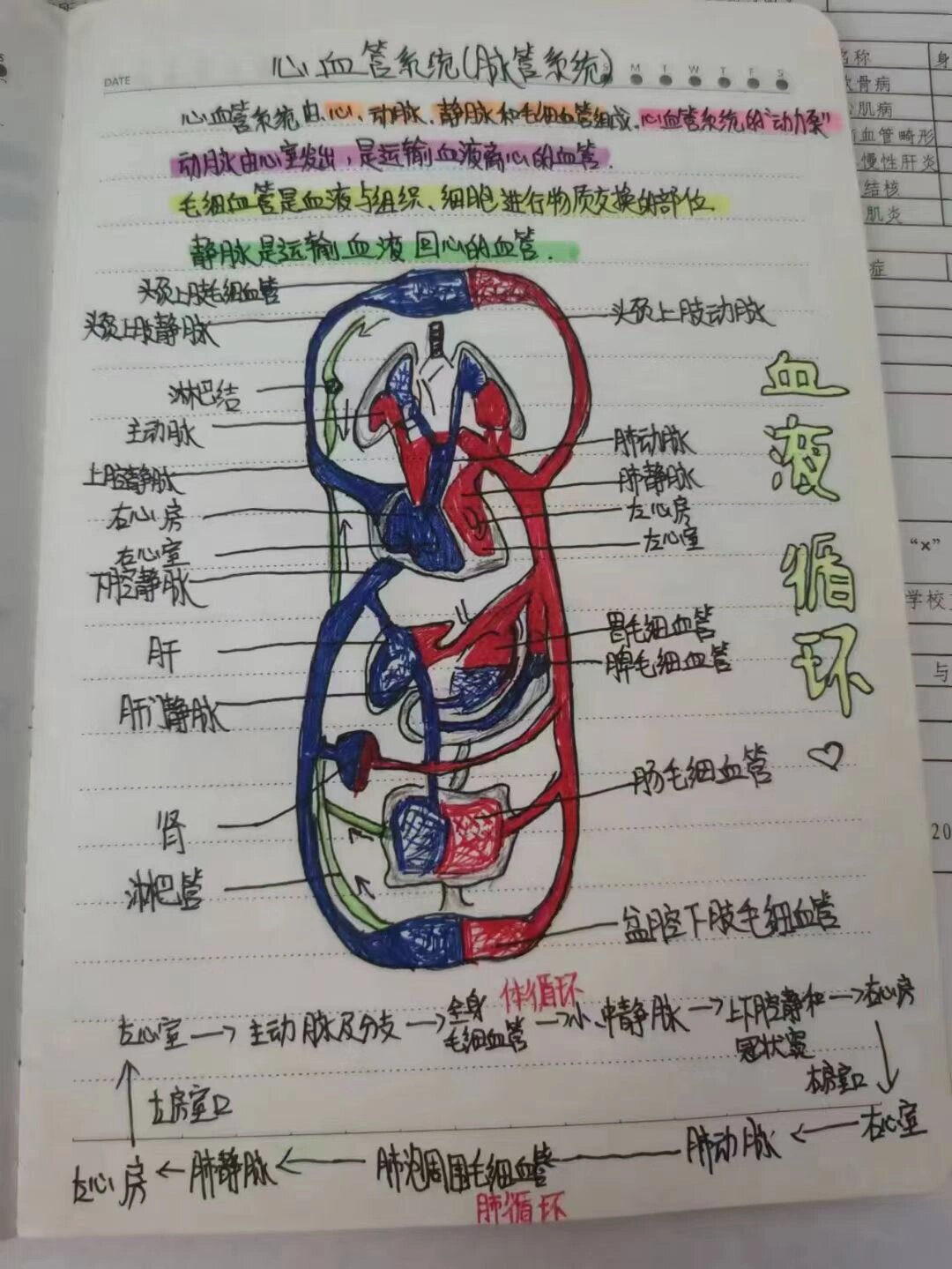 学习啦,来看看血液循环手绘图吧