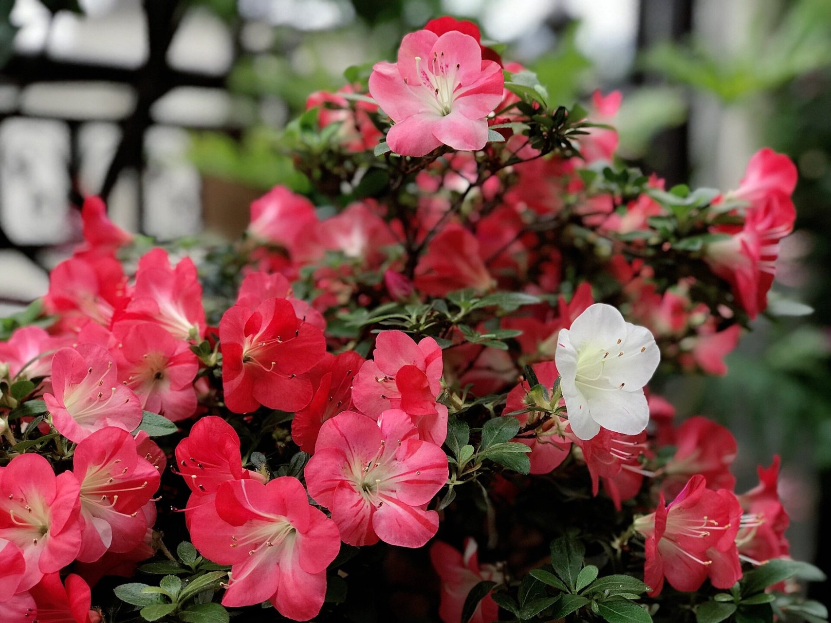 杜鹃 红梅锦 相比之前的珍山,碧空,红梅这个品种的枝节长了许多,花型