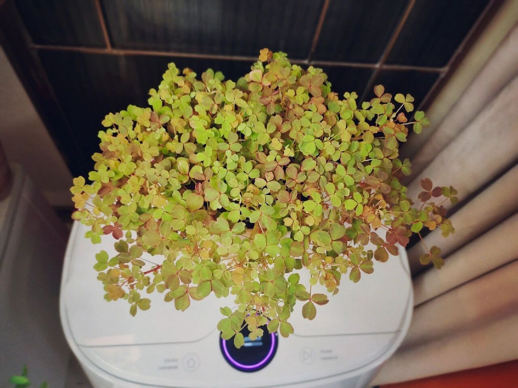 简单好养丨熔岩酢浆草,小红枫养护心得 拍摄是在傍晚了,颜色暗淡一些.