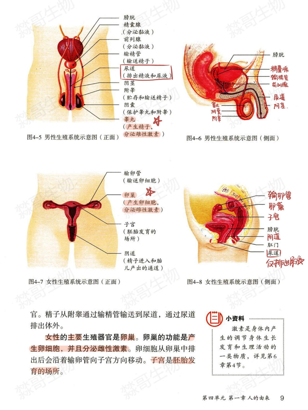 人类是如何繁殖的器官图片