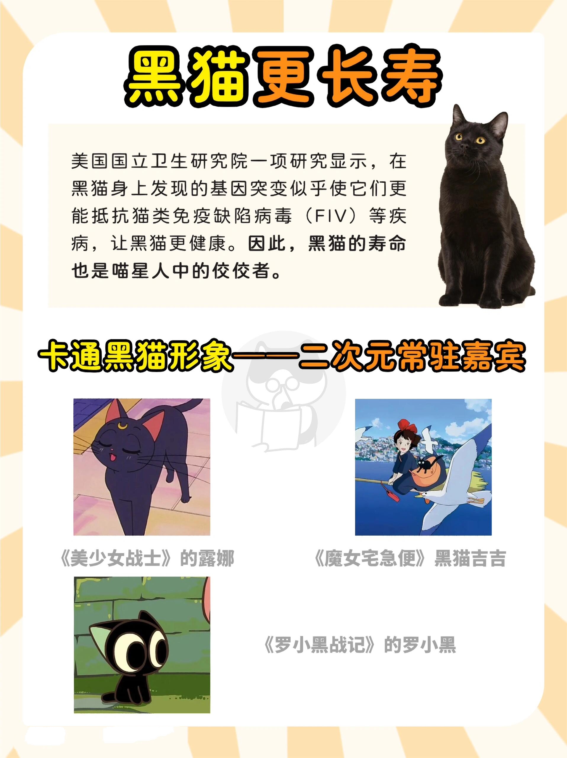 中华田园猫黑猫性格图片