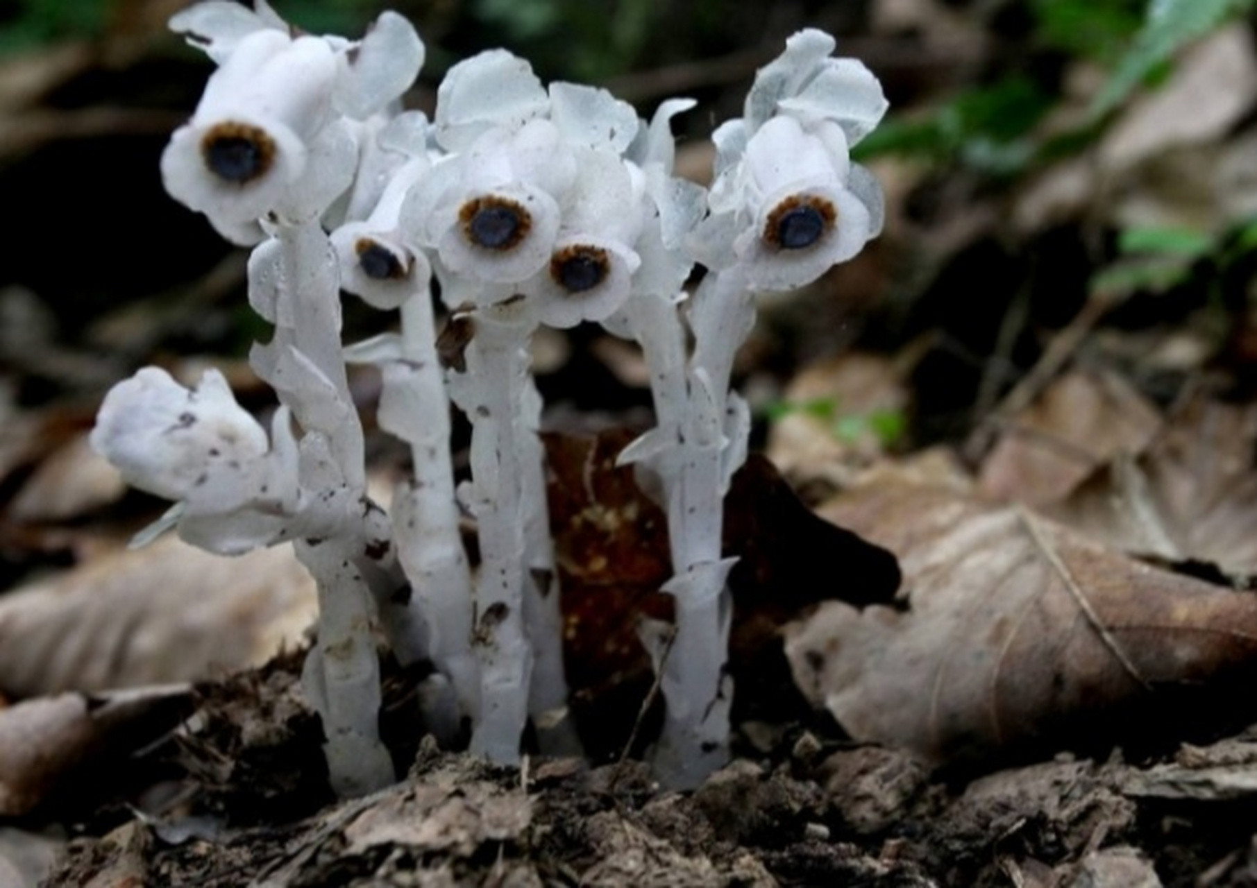 05恶魔之手:它是世界上最诡异的植物,因其鲜明的红色的花朵似手,被