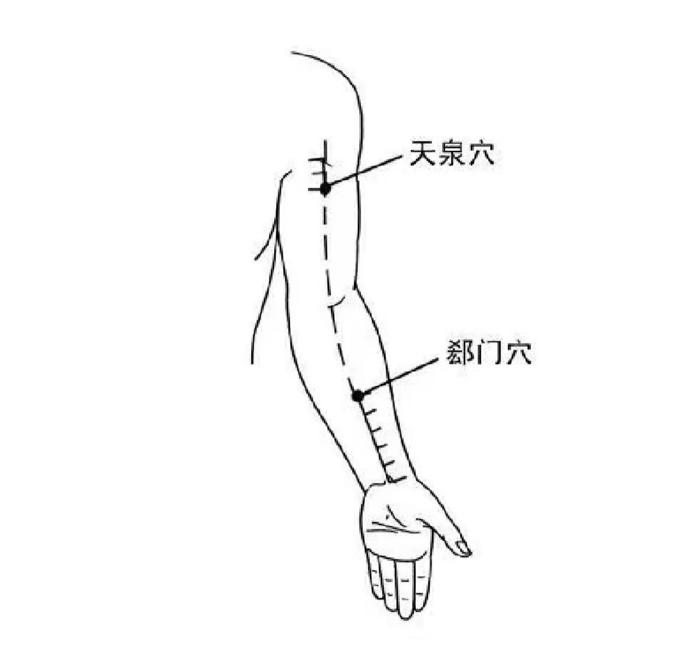 郄门的准确位置图作用图片