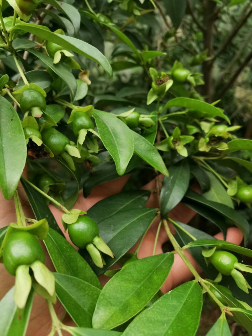 黑玫瑰樱桃90 黑玫瑰樱桃90