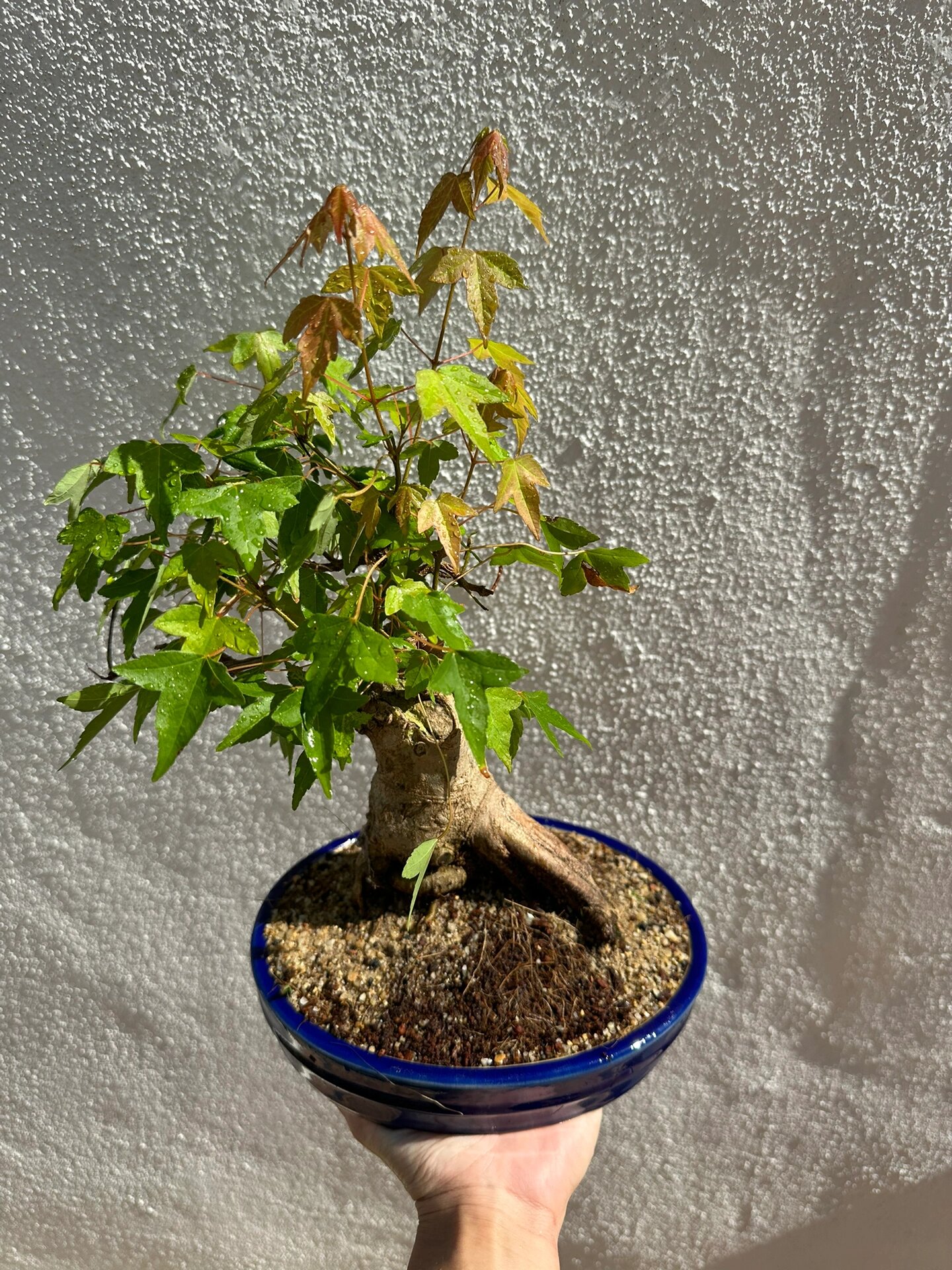 小叶 三角枫93 在马来西亚转变的红叶 有兴趣可以私信