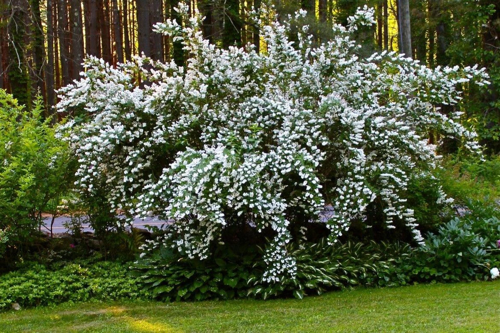 大花溲疏花期图片