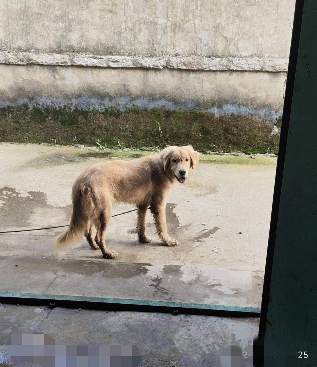 关于金毛的尴尬期!